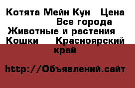 Котята Мейн Кун › Цена ­ 15 000 - Все города Животные и растения » Кошки   . Красноярский край